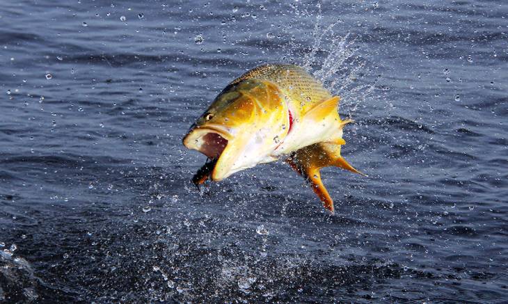 Pesca do Arruda
