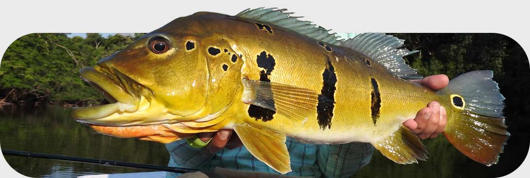 Peixe Tucunaré